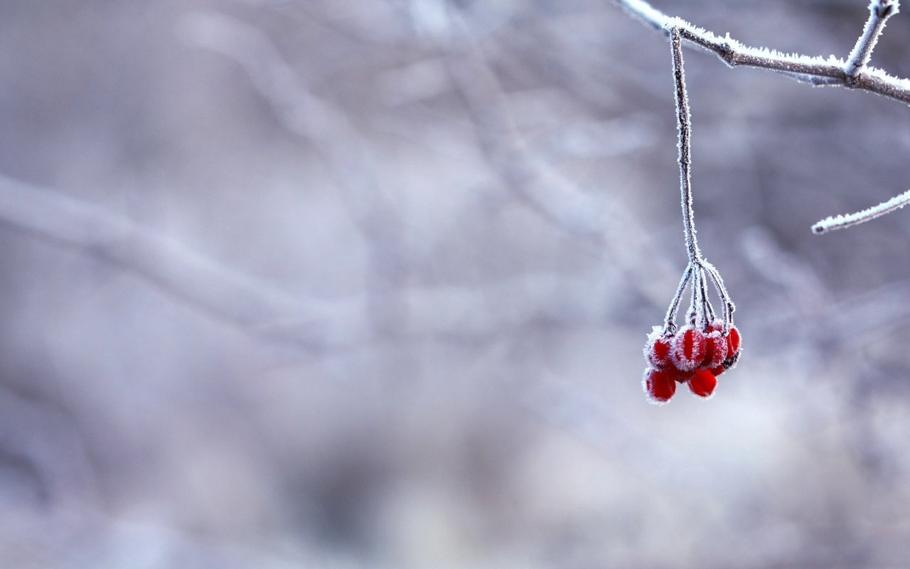 Обои ветка, снег, зима, иней, красные, ягоды, branch, snow, winter, frost, red, berries разрешение 3900x2363 Загрузить