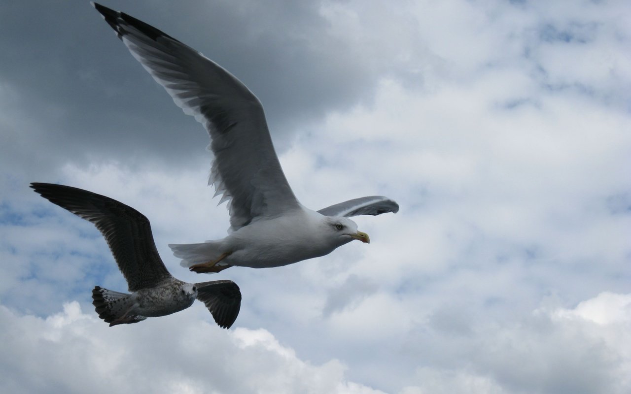 Обои небо, полет, крылья, чайка, птицы, клюв, перья, the sky, flight, wings, seagull, birds, beak, feathers разрешение 2592x1944 Загрузить