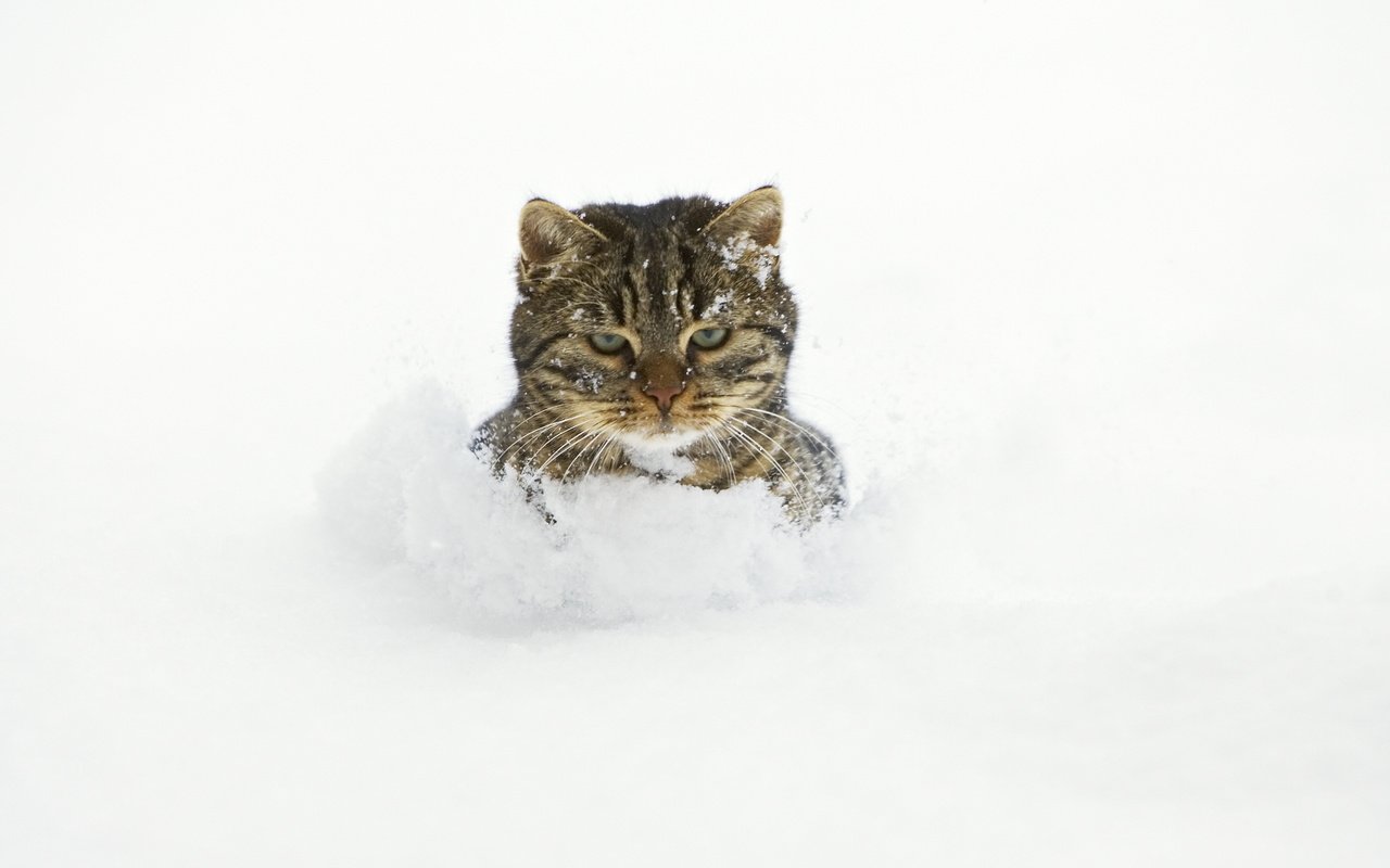 Обои снег, кот, сугробы, snow, cat, the snow разрешение 5100x3400 Загрузить