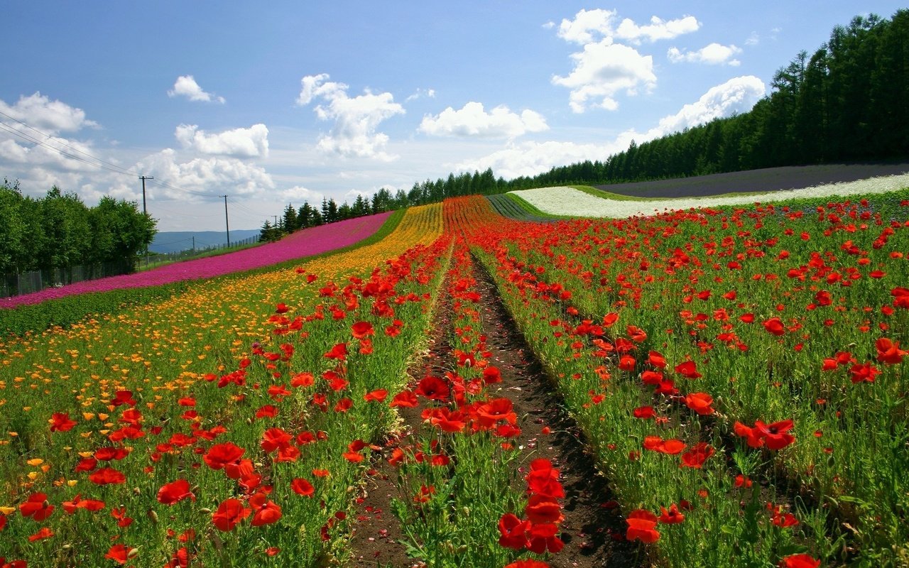 Обои цветы, облака, поле, ряды, япония, маки, холм, flowers, clouds, field, the ranks, japan, maki, hill разрешение 1920x1200 Загрузить