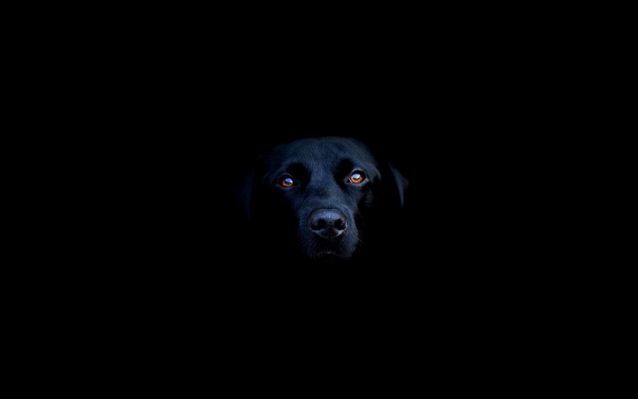 Обои морда, черный, собака, лабрадор, лабрадор-ретривер, face, black, dog, labrador, labrador retriever разрешение 2560x1600 Загрузить