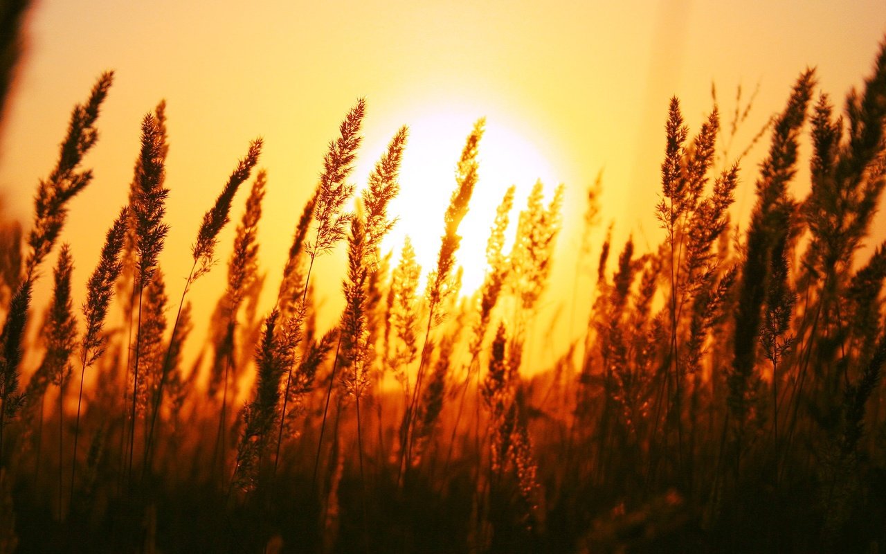 Обои трава, солнце, природа, поле, рассвет, колоски, grass, the sun, nature, field, dawn, spikelets разрешение 1920x1200 Загрузить