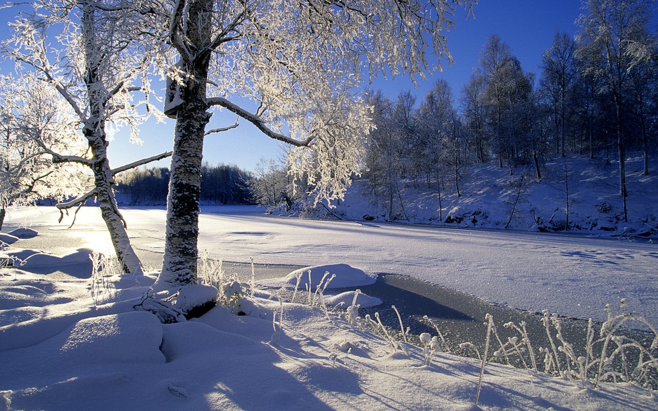 Обои деревья, река, снег, лес, зима, trees, river, snow, forest, winter разрешение 1920x1200 Загрузить