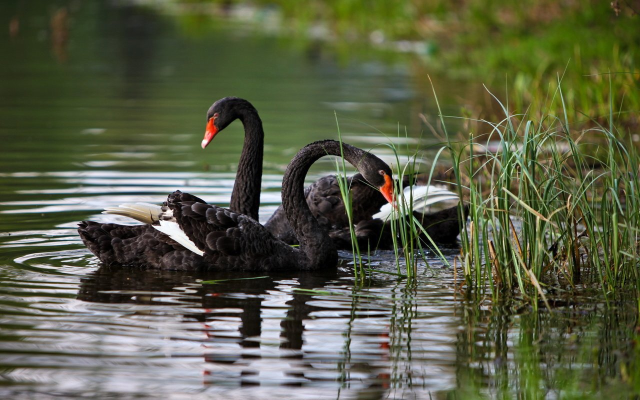 Обои вода, птицы, лебеди, чёрные, water, birds, swans, black разрешение 2560x1600 Загрузить