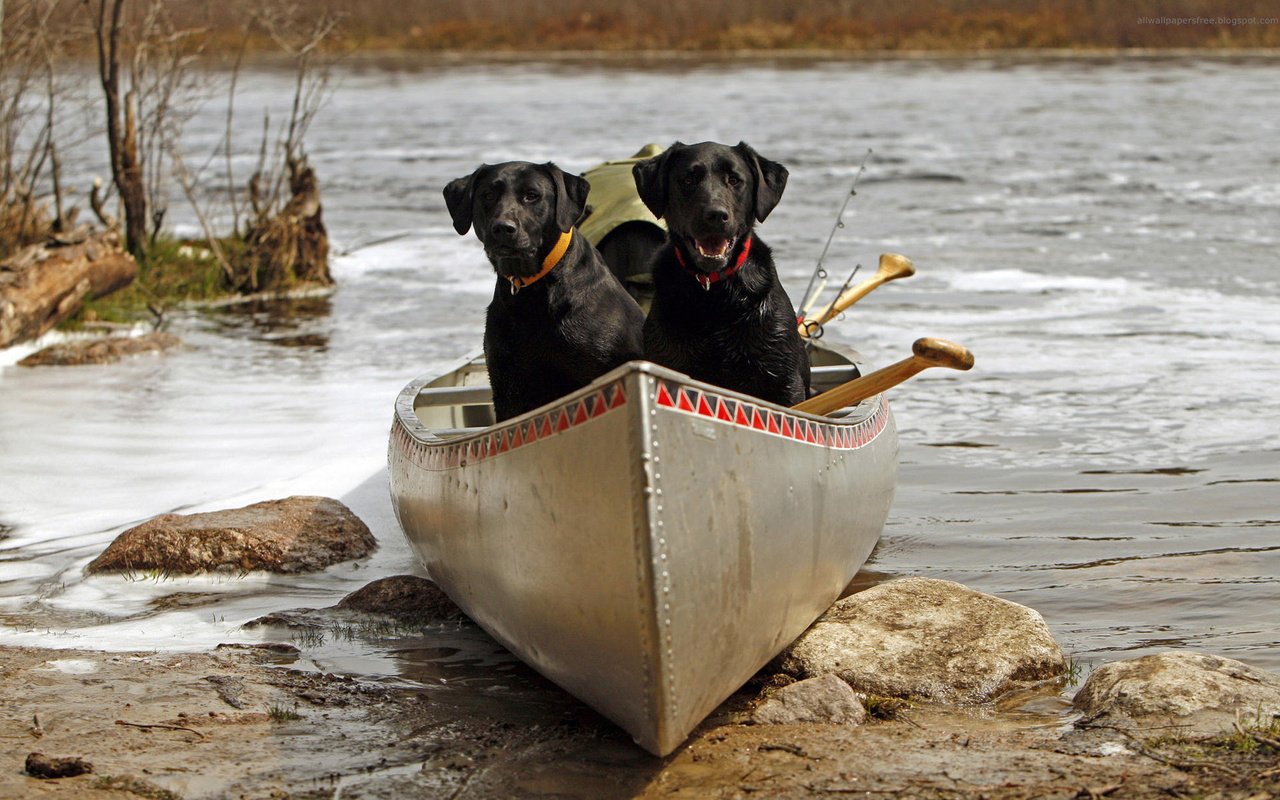 Обои река, камни, лодка, пара, ошейник, собаки, лабрадор ретривер, river, stones, boat, pair, collar, dogs, labrador retriever разрешение 1920x1200 Загрузить