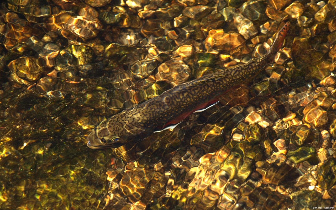 Обои вода, река, камни, рыба, рябь, water, river, stones, fish, ruffle разрешение 1920x1200 Загрузить