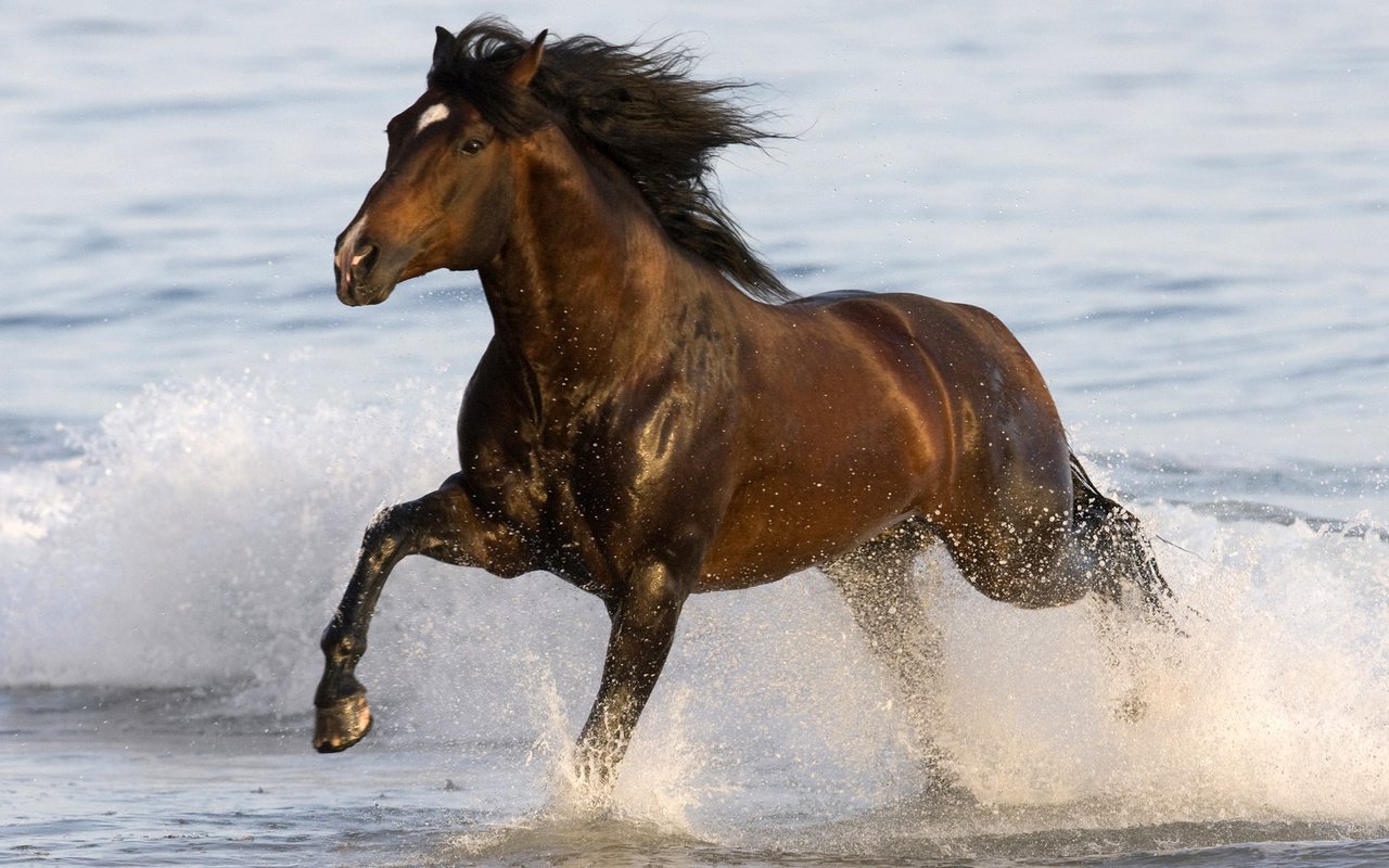 Обои лошадь, вода, брызги, конь, грива, копыта, horse, water, squirt, mane, hooves разрешение 1920x1080 Загрузить