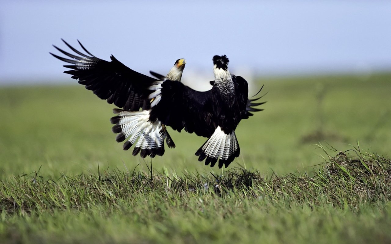 Обои трава, природа, полет, крылья, птицы, бой, танец, сокол, grass, nature, flight, wings, birds, battle, dance, falcon разрешение 1920x1200 Загрузить