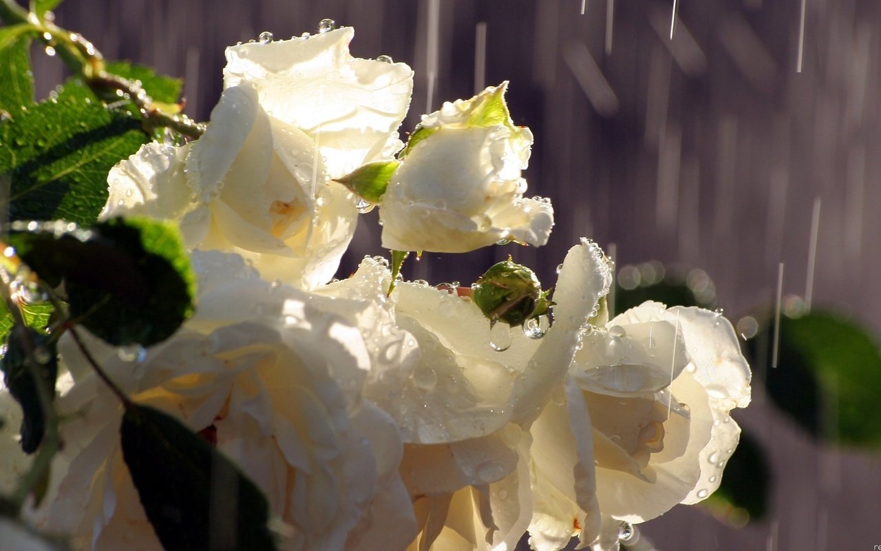 Обои цветы, капли, розы, лепестки, дождь, белые, капли дождя, flowers, drops, roses, petals, rain, white, raindrops разрешение 1920x1080 Загрузить