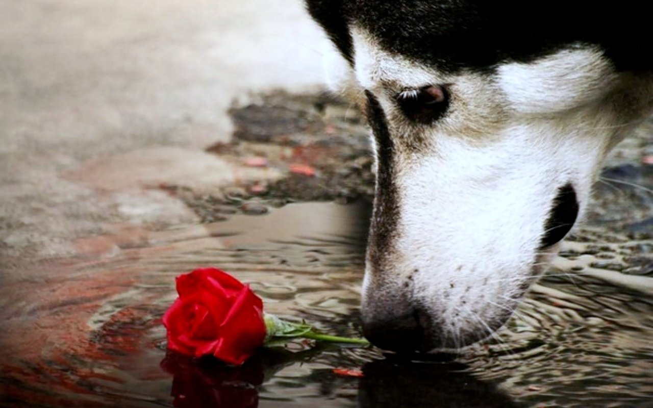 Обои цветок, мордочка, взгляд, собака, хаски, красная роза, нрс, flower, muzzle, look, dog, husky, red rose разрешение 2000x1500 Загрузить