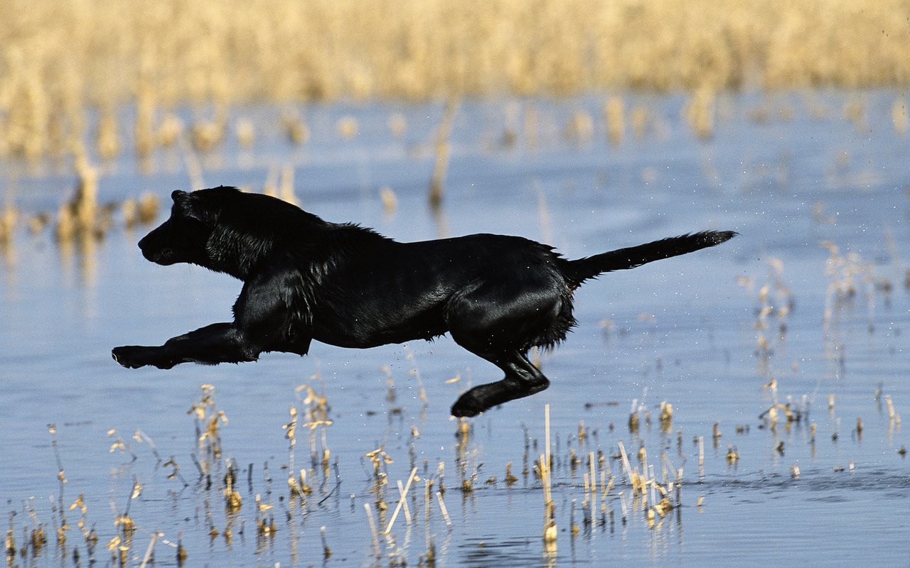 Обои полет, собака, водоем, прыжок, черная, хвост, flight, dog, pond, jump, black, tail разрешение 1920x1080 Загрузить