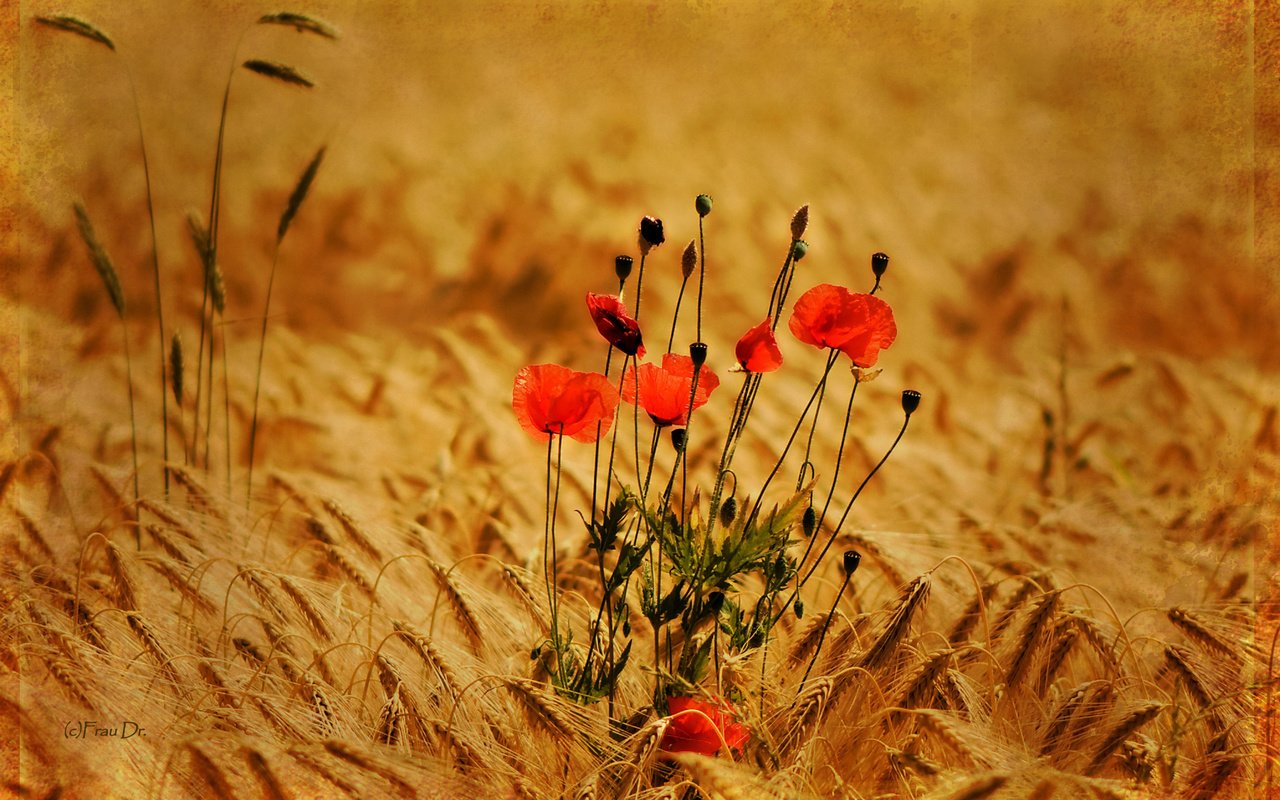 Обои цветы, природа, фон, поле, маки, пшеница, колоски, flowers, nature, background, field, maki, wheat, spikelets разрешение 2560x1600 Загрузить