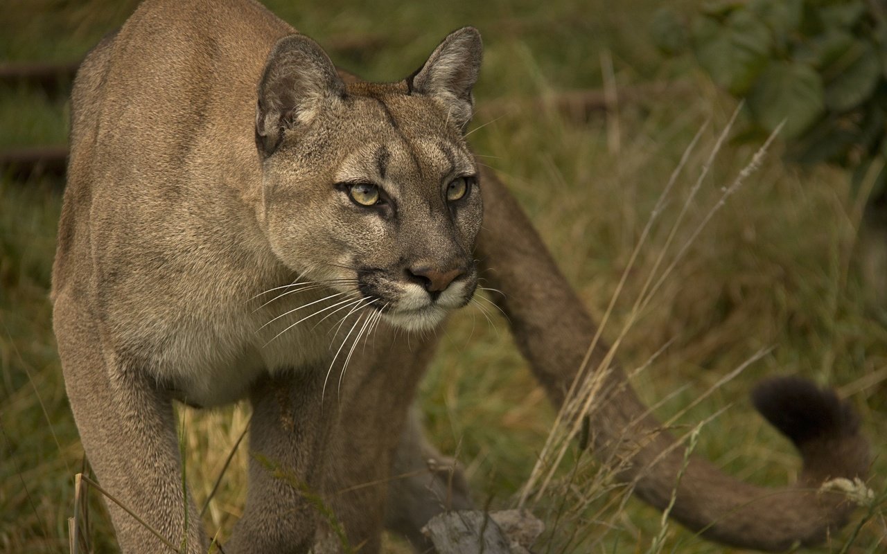 Обои взгляд, хищник, пума, дикая кошка, горный лев, кугуар, look, predator, puma, wild cat, mountain lion, cougar разрешение 2048x1375 Загрузить