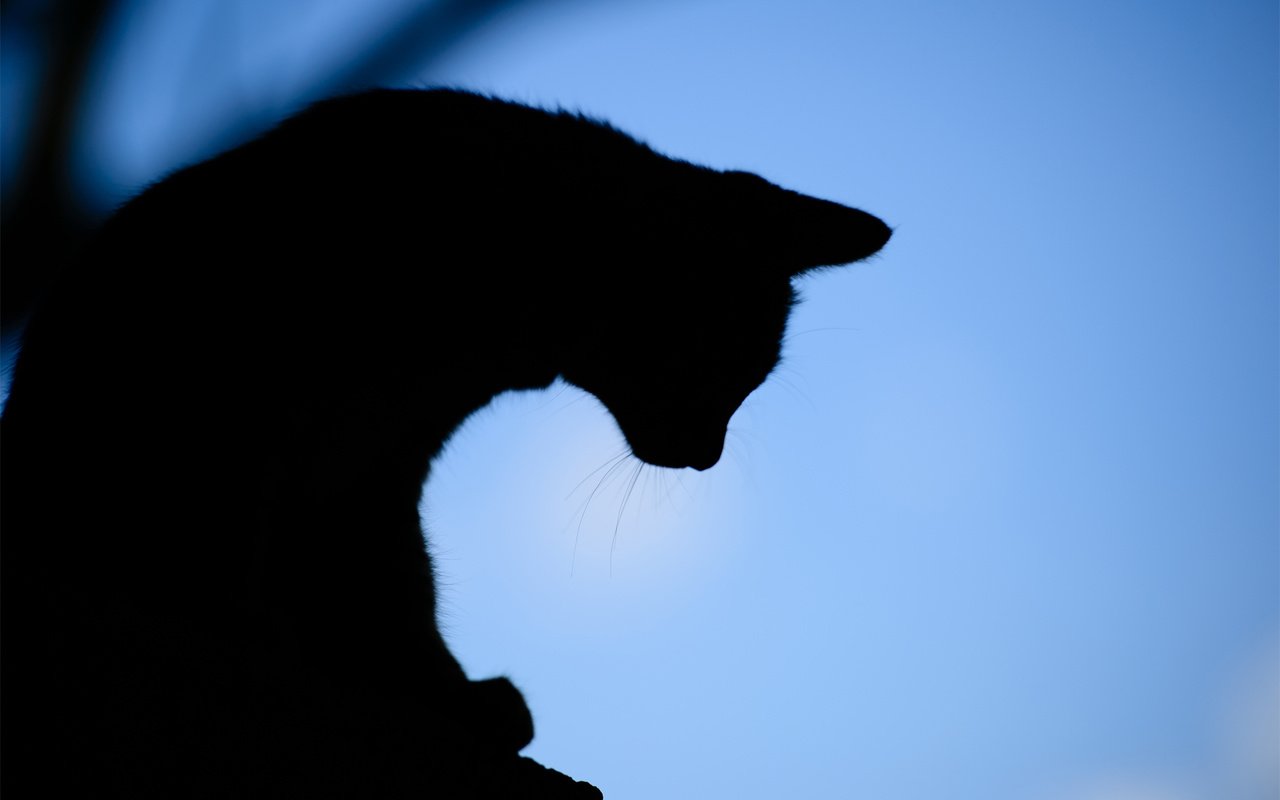 Обои вечер, фон, кот, силуэт, the evening, background, cat, silhouette разрешение 1920x1200 Загрузить