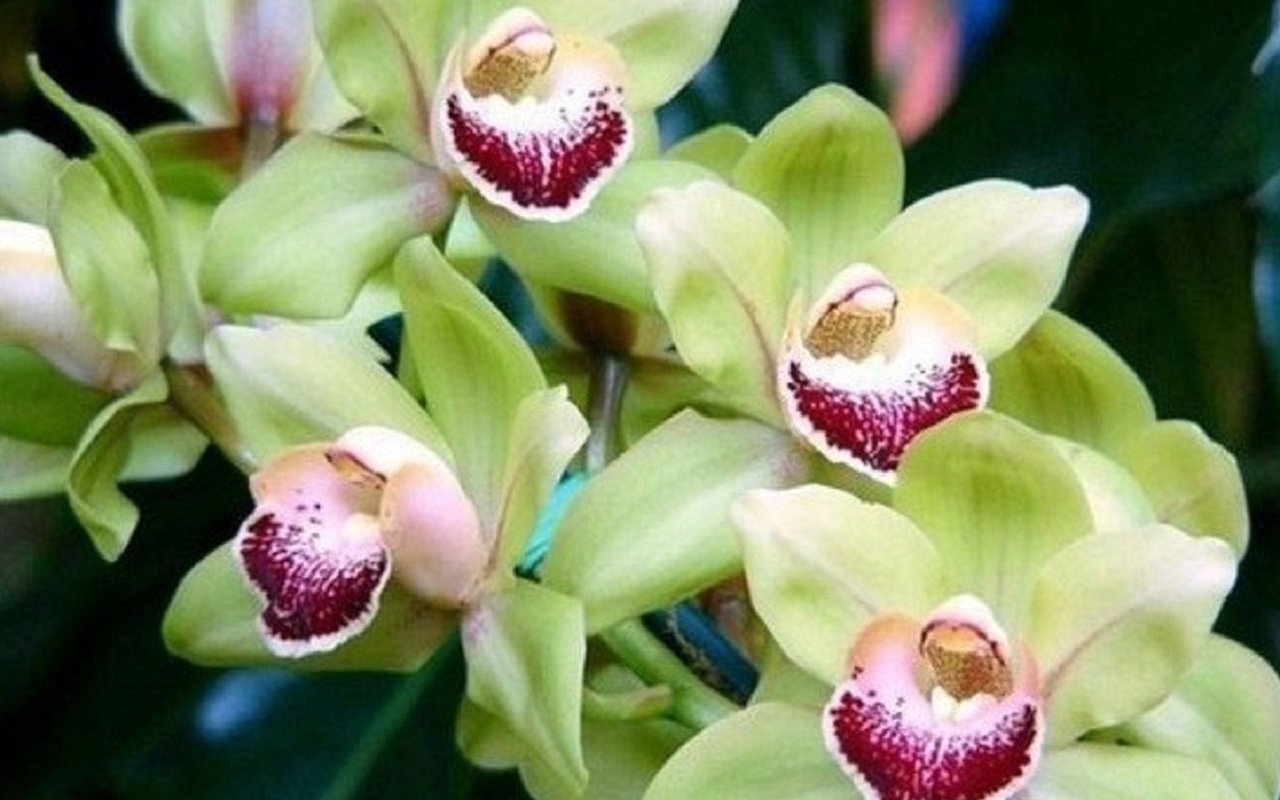 Обои цветы, растения, орхидея, орхидеи, flowers, plants, orchid, orchids разрешение 1920x1080 Загрузить