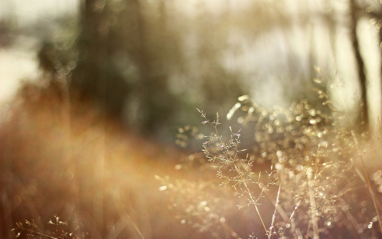 Обои трава, солнце, природа, макро, сухая, grass, the sun, nature, macro, dry разрешение 5184x3456 Загрузить