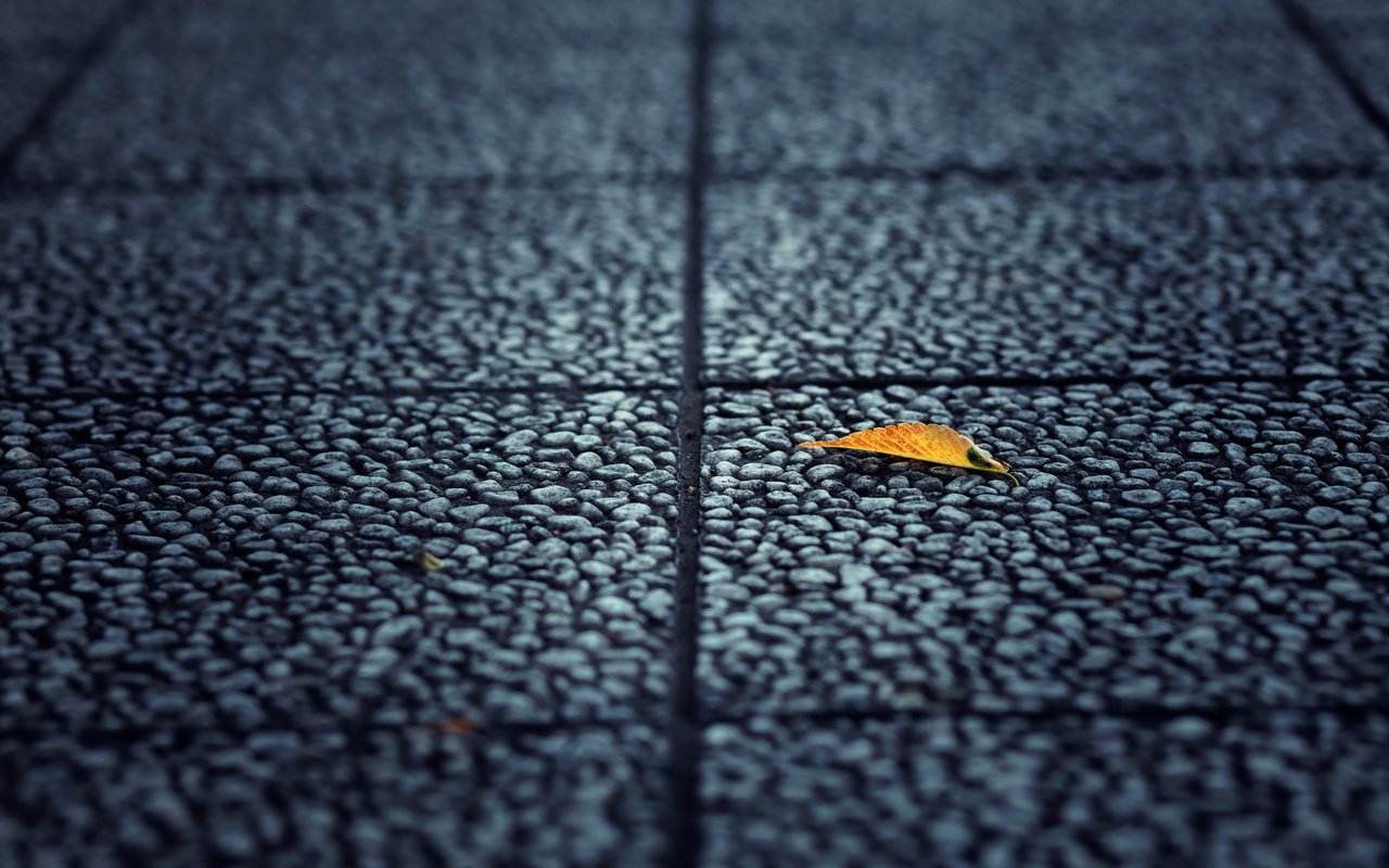 Обои фон, лист, улица, асфальт, background, sheet, street, asphalt разрешение 2560x1600 Загрузить