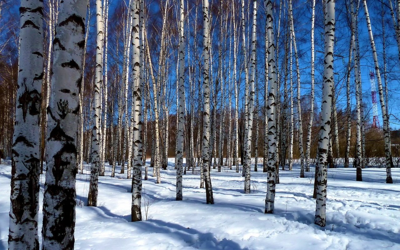 Обои деревья, снег, пейзаж, березы, роща, trees, snow, landscape, birch, grove разрешение 1920x1200 Загрузить