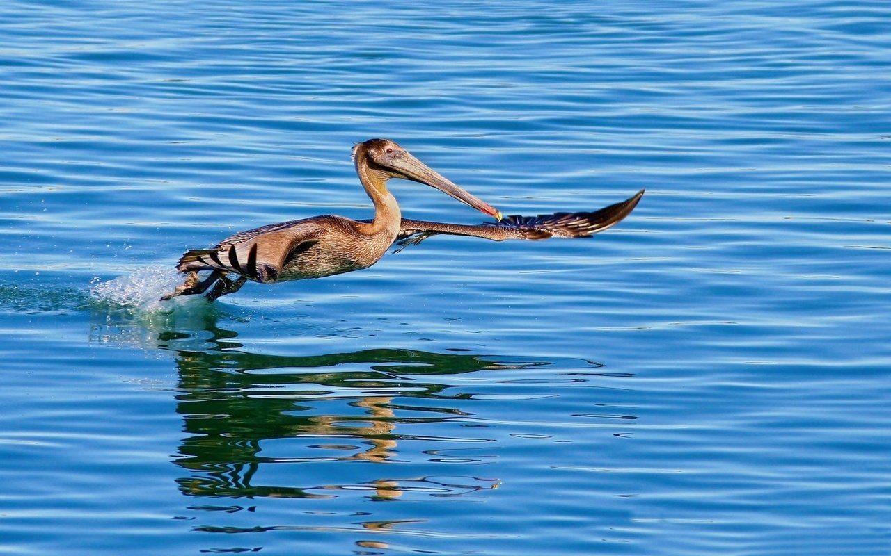 Обои вода, крылья, птица, клюв, пеликан, water, wings, bird, beak, pelican разрешение 1920x1200 Загрузить