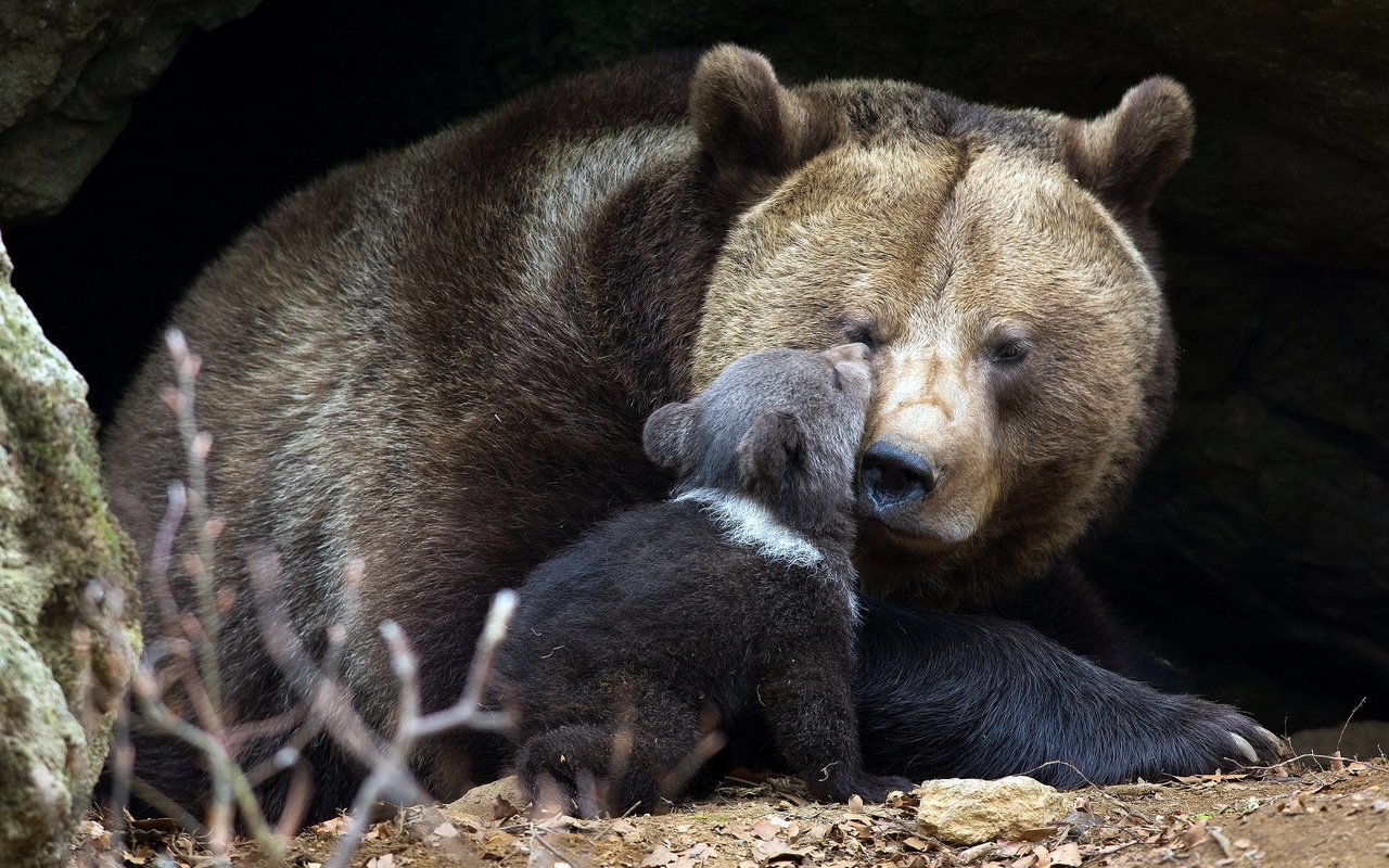 Обои природа, фон, медведи, медвежонок, медведица, nature, background, bears, bear разрешение 2048x1365 Загрузить