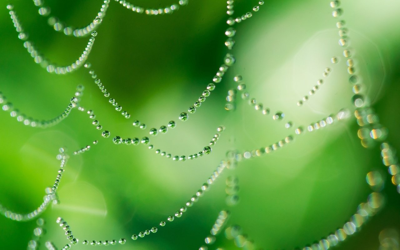 Обои зелёный, макро, капли, блеск, паутина, капельки росы, green, macro, drops, shine, web, drops of dew разрешение 2048x1365 Загрузить