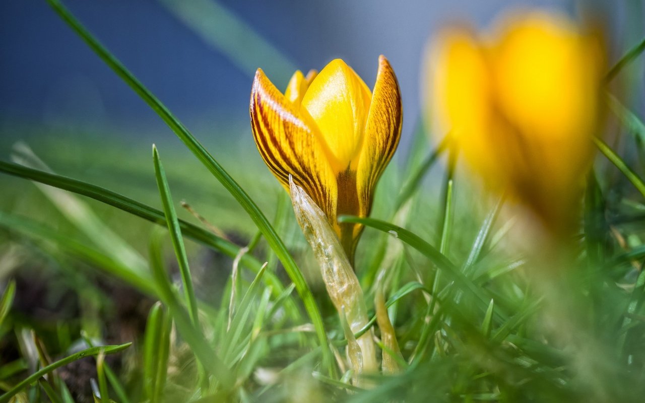 Обои цветы, трава, макро, весна, желтые, крокус, flowers, grass, macro, spring, yellow, krokus разрешение 1920x1200 Загрузить