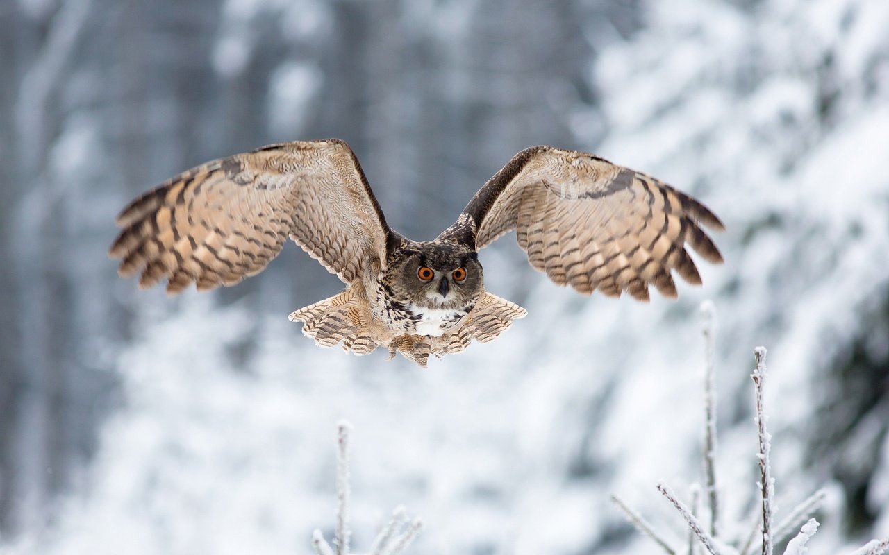 Обои сова, зима, полет, взгляд, крылья, птица, owl, winter, flight, look, wings, bird разрешение 2048x1365 Загрузить