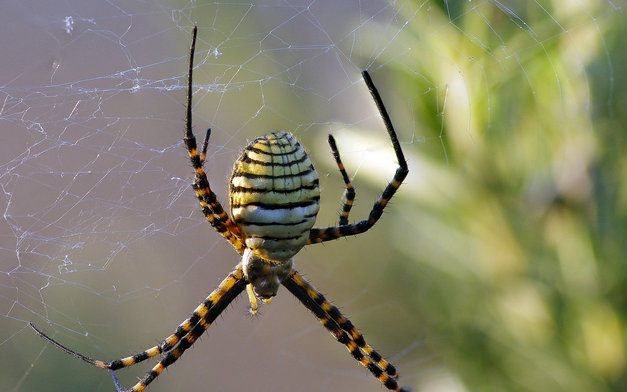 Обои макро, насекомое, паук, паутина, ziva & amir, wasp spider, macro, insect, spider, web разрешение 2880x2178 Загрузить