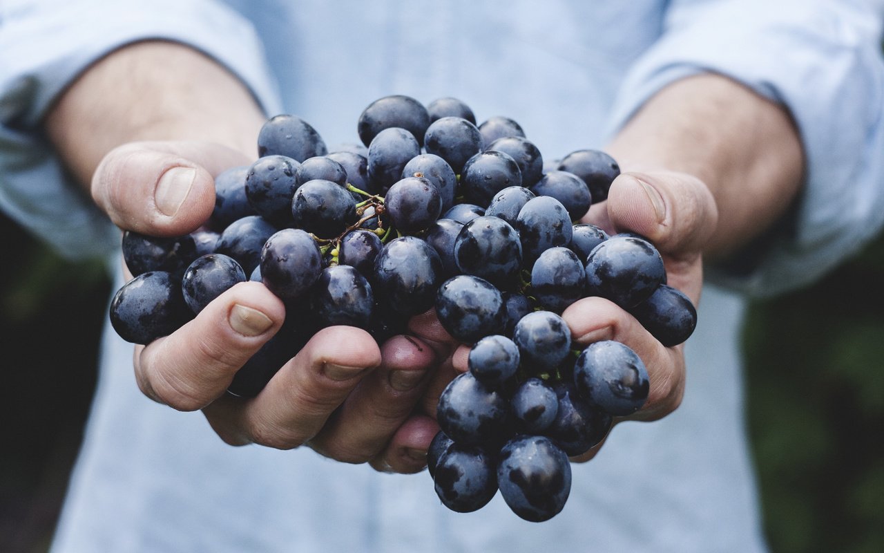 Обои виноград, красный, руки, урожай, кисть, сладкий, сочный, grapes, red, hands, harvest, brush, sweet, juicy разрешение 3888x2592 Загрузить