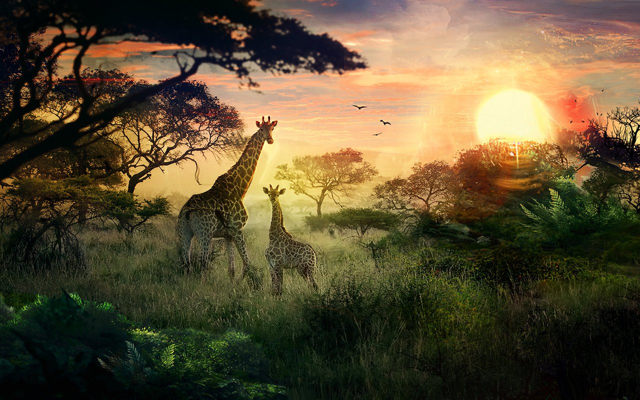 Обои солнце, природа, закат, жирафы, детеныш, сафари, the sun, nature, sunset, giraffes, cub, safari разрешение 1920x1080 Загрузить