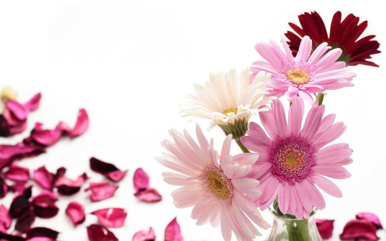 Обои цветы, фото, лепестки, герберы, flowers, photo, petals, gerbera разрешение 5184x3456 Загрузить