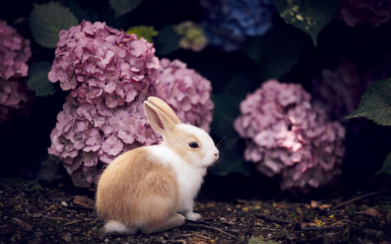 Обои цветы, кролик, животное, гортензия, flowers, rabbit, animal, hydrangea разрешение 2560x1709 Загрузить