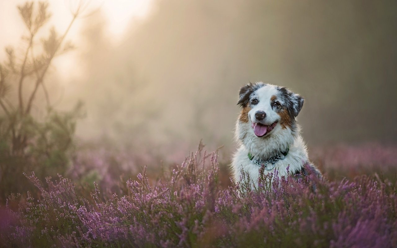 Обои собака, вереск, австралийская овчарка, аусси, dog, heather, australian shepherd, aussie разрешение 2880x1920 Загрузить