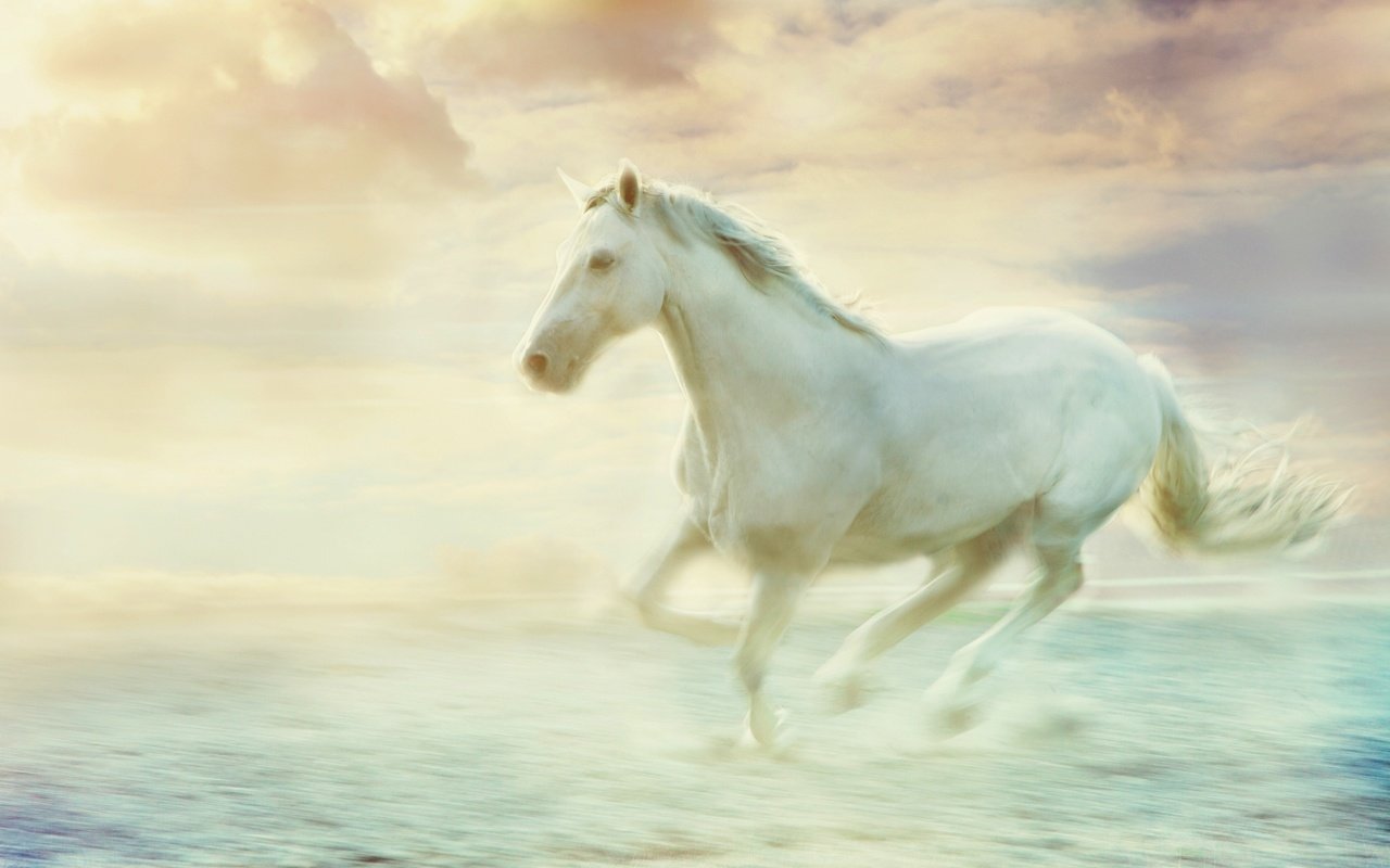 Обои небо, лошадь, облака, туман, обработка, белый, дымка, конь, скачет, jump, the sky, horse, clouds, fog, treatment, white, haze разрешение 2880x1920 Загрузить