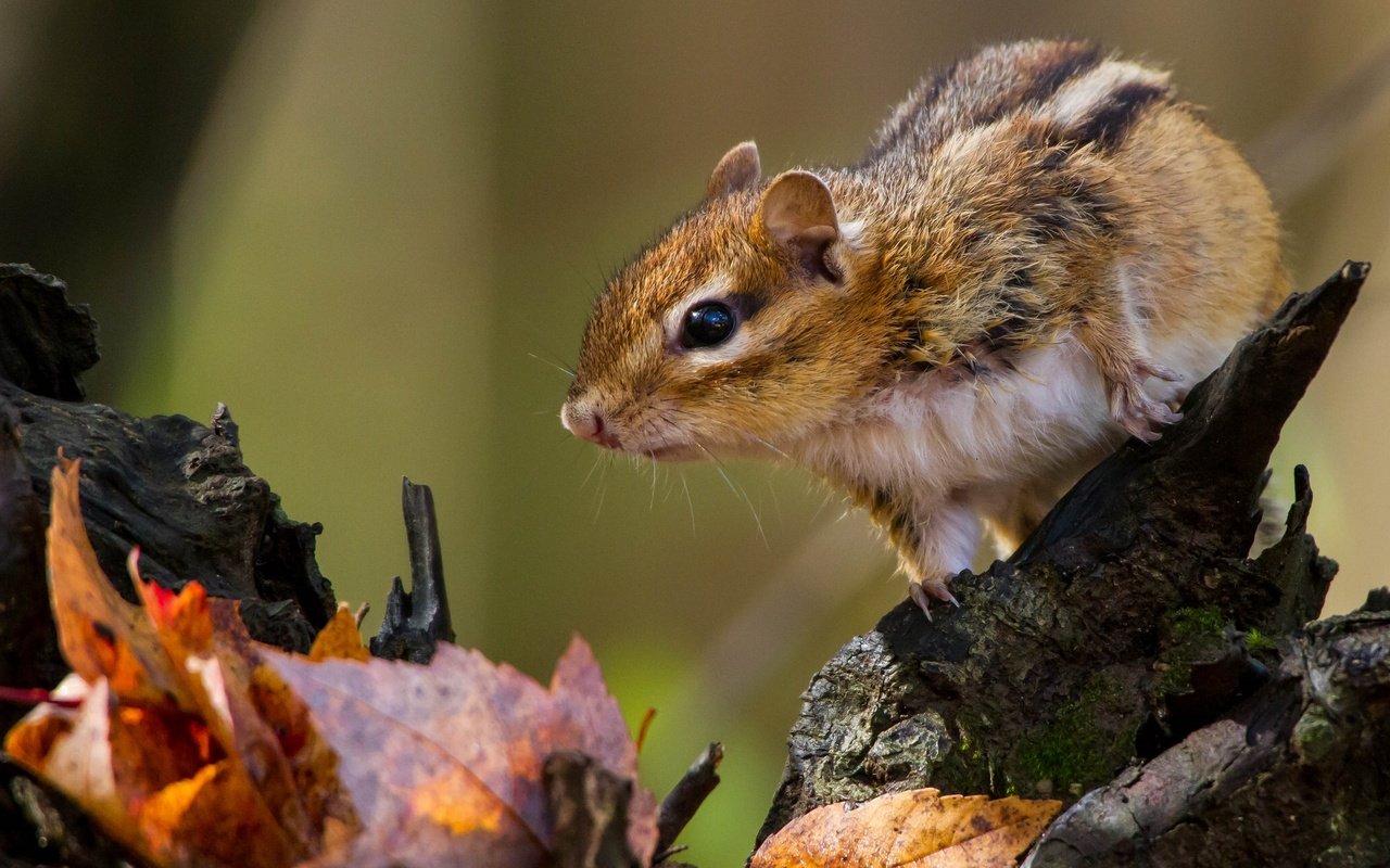 Обои листья, коряга, бурундук, грызун, leaves, snag, chipmunk, rodent разрешение 2048x1293 Загрузить