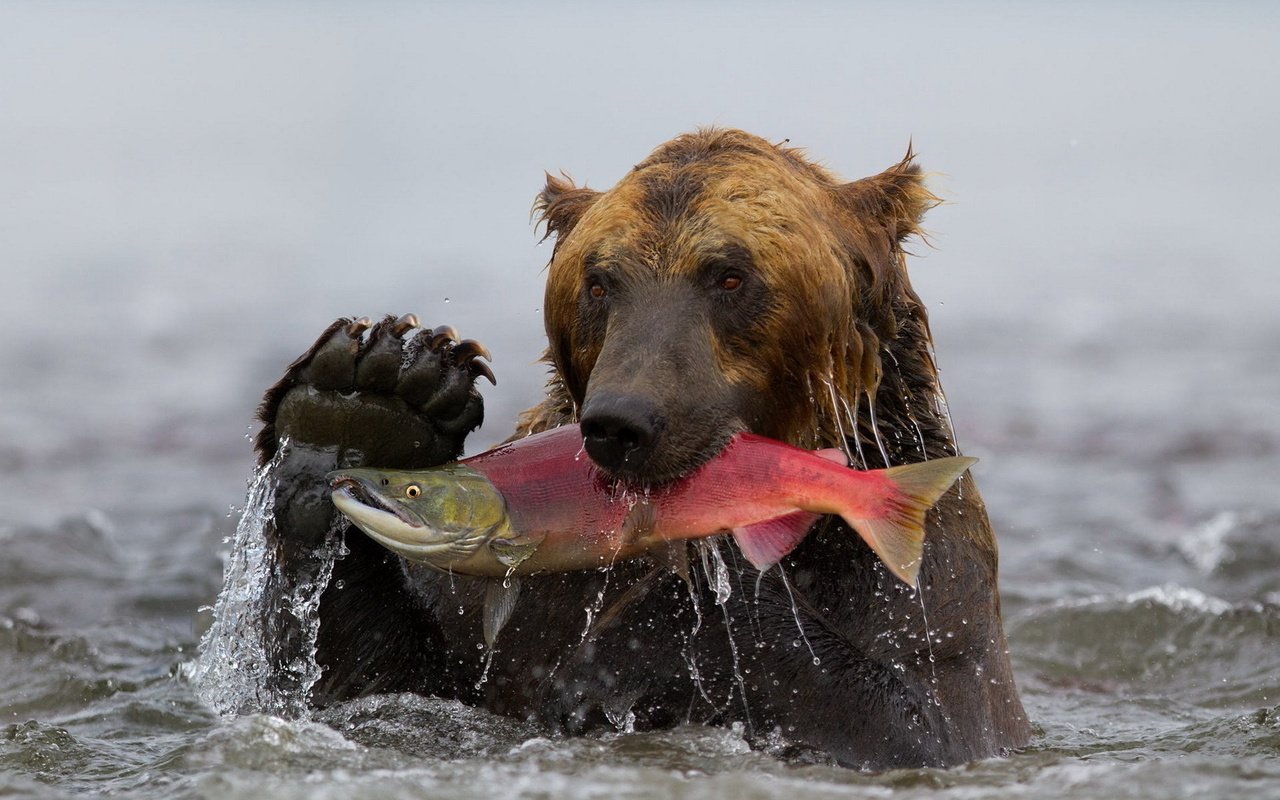 Обои вода, медведь, камчатка, рыба, гризли, улов, нерка, water, bear, kamchatka, fish, grizzly, catch, sockeye разрешение 1920x1200 Загрузить