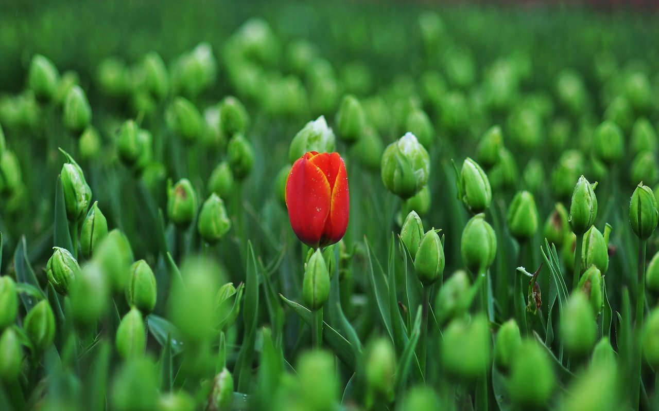 Обои цветы, фон, весна, тюльпаны, flowers, background, spring, tulips разрешение 2500x1561 Загрузить