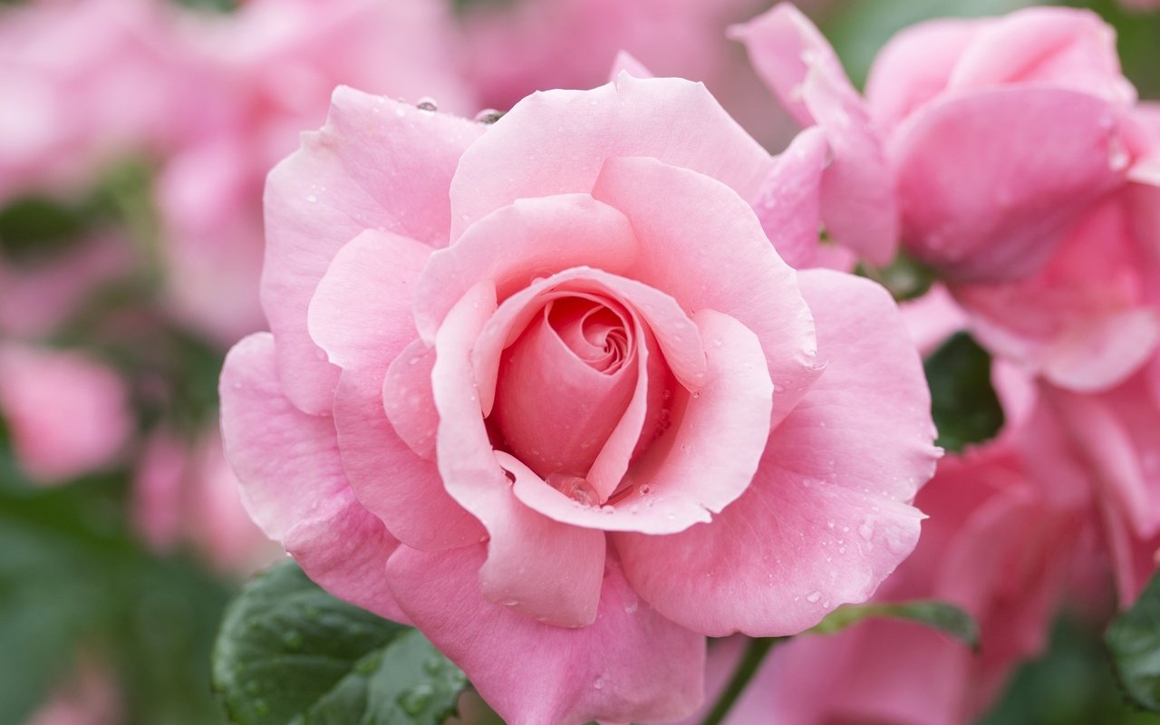Обои роза, бутон, розовый, rose, bud, pink разрешение 2048x1383 Загрузить