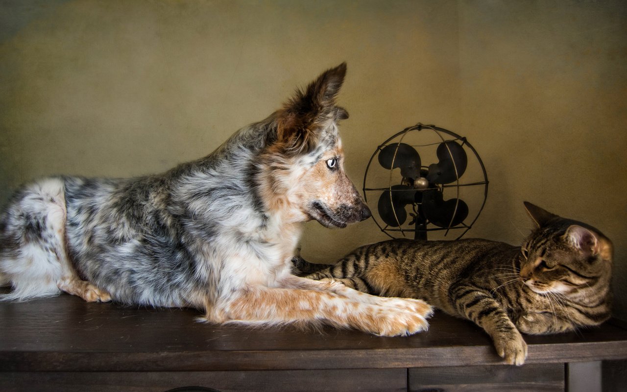 Обои кошка, собака, друзья, австралийская овчарка, вентилятор, cat, dog, friends, australian shepherd, fan разрешение 2048x1152 Загрузить