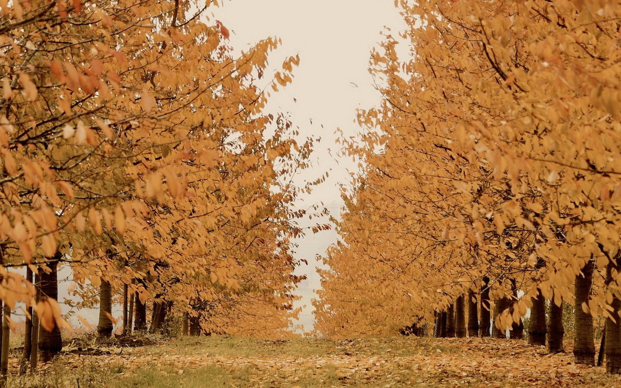 Обои деревья, природа, осень, trees, nature, autumn разрешение 1920x1080 Загрузить