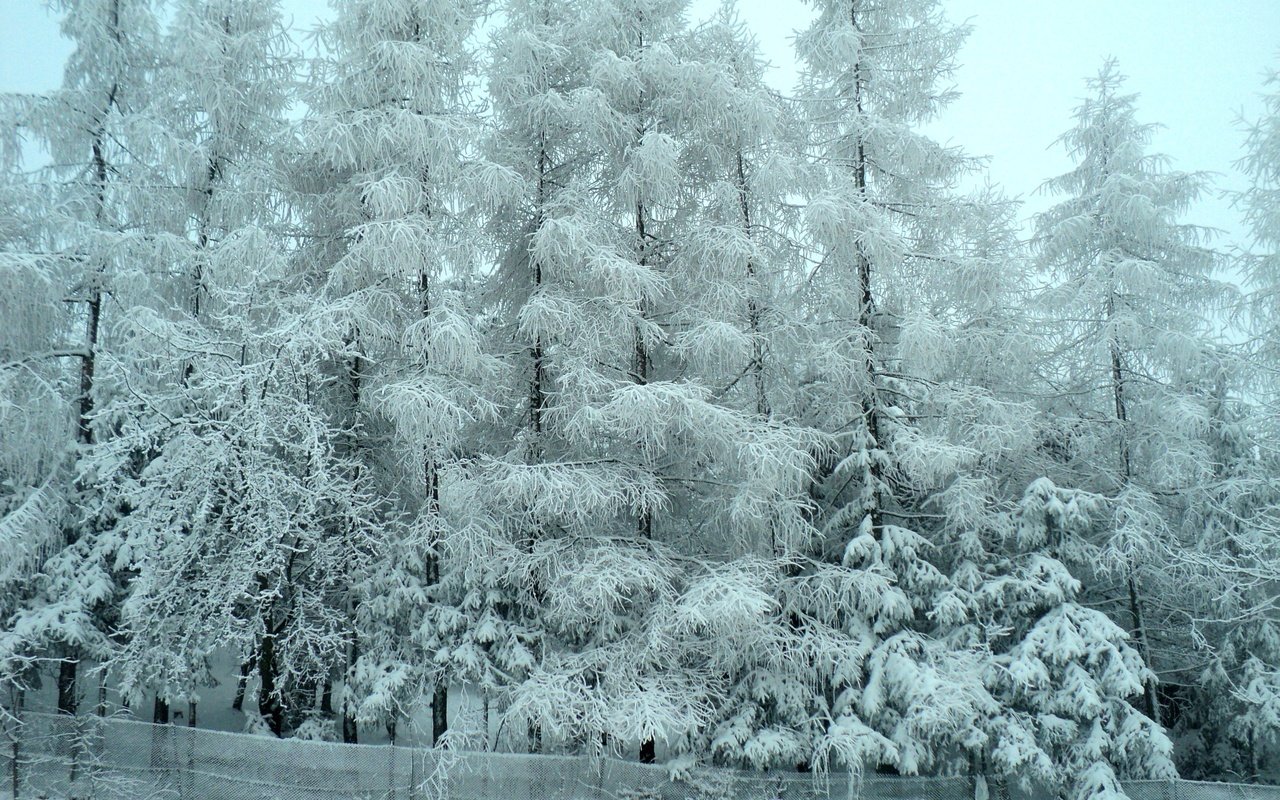 Обои деревья, снег, лес, зима, мороз, деревь, изморозь, trees, snow, forest, winter, frost разрешение 4000x3000 Загрузить