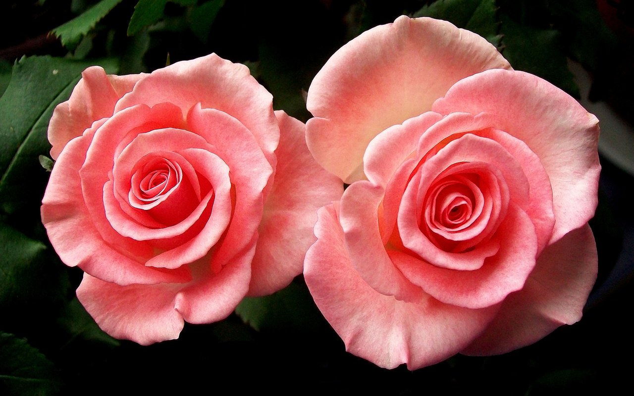 Обои розы, пара, розовые, roses, pair, pink разрешение 2048x1426 Загрузить