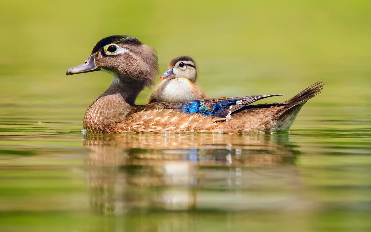 Обои вода, птицы, утки, утка, утенок, baby duck, water, birds, duck разрешение 2048x1357 Загрузить