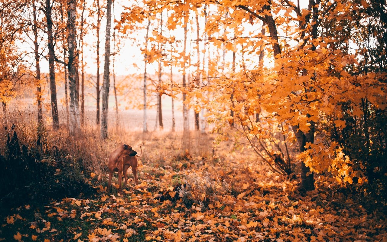 Обои солнце, cобака,  листья, лес, вудленд, листья, листва, осень, собака, опадают, осен, солнечный свет, sunlight, the sun, forest, woodland, leaves, foliage, autumn, dog, fall разрешение 2048x1365 Загрузить