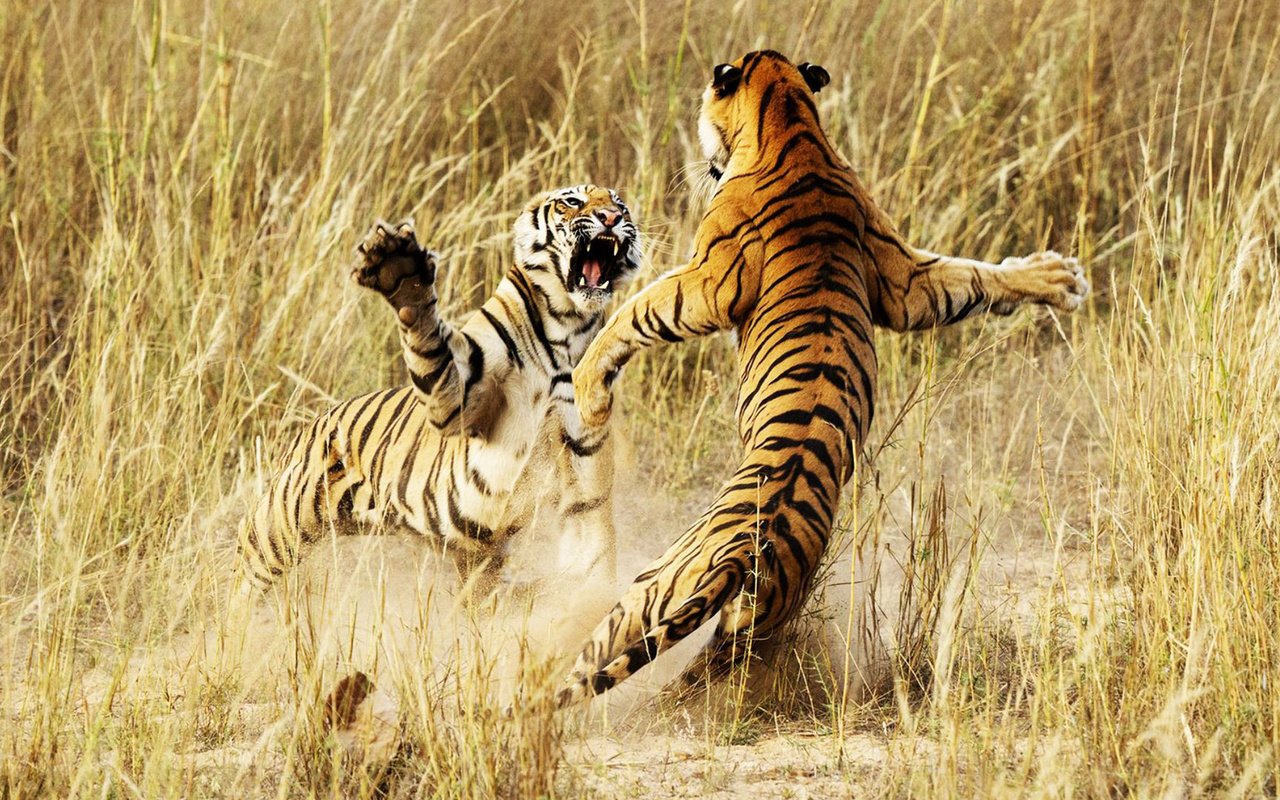 Обои тигр, животные, борьба, драка, тигры, бой тигров, tiger, animals, fight, tigers, fight tigers разрешение 1920x1080 Загрузить