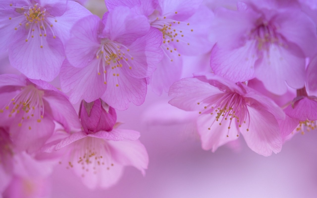 Обои цветы, цветение, макро, лепестки, весна, вишня, сакура, цветки, flowers, flowering, macro, petals, spring, cherry, sakura разрешение 1920x1282 Загрузить