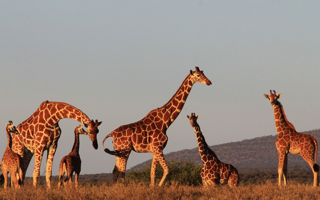Обои вечер, солнце, природа, закат, жирафы, the evening, the sun, nature, sunset, giraffes разрешение 2900x1700 Загрузить