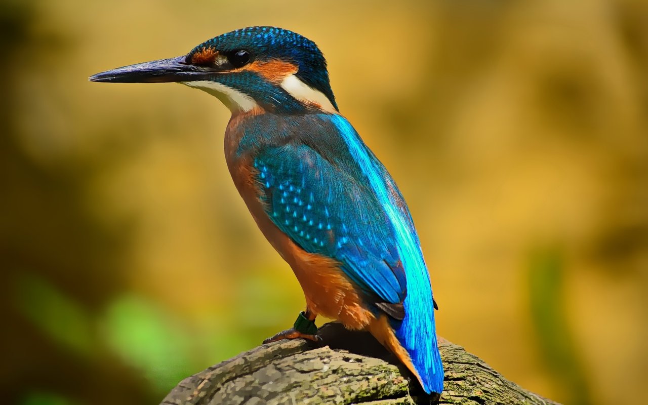 Обои природа, птица, клюв, оперение, зимородок, nature, bird, beak, tail, kingfisher разрешение 4608x3072 Загрузить