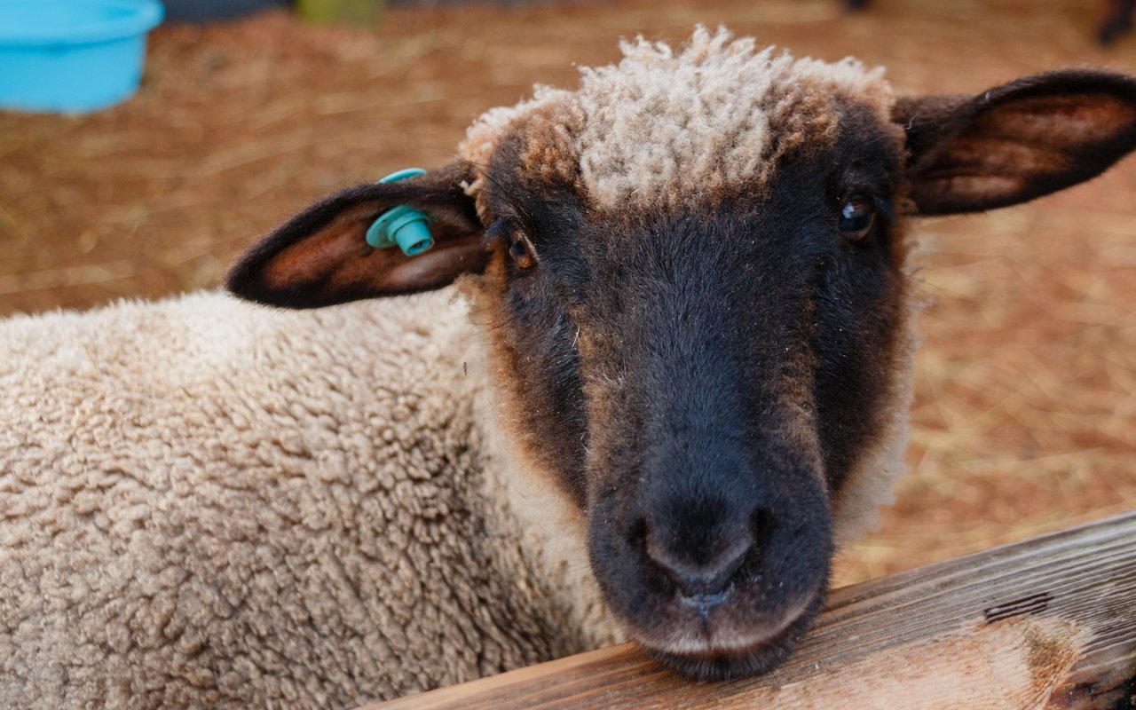 Обои морда, шерсть, животное, уши, загон, овца, face, wool, animal, ears, corral, sheep разрешение 3840x2160 Загрузить
