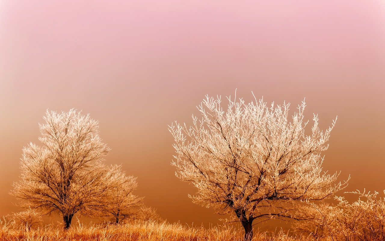 Обои трава, деревья, восход, туман, поле, мороз, иней, grass, trees, sunrise, fog, field, frost разрешение 2201x1467 Загрузить